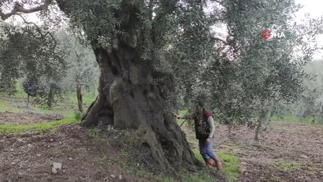 Bin 500 yıllık zeytin ağacı şifa dağıtıyor