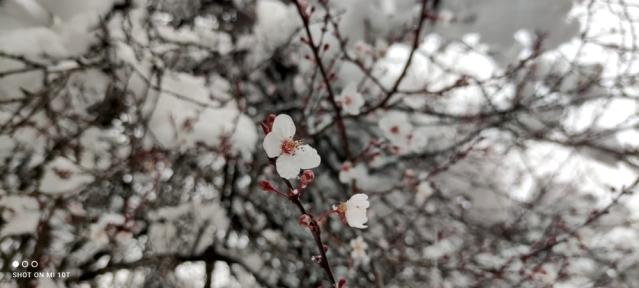 Erken çiçek açan meyve ağaçları kar altında kaldı