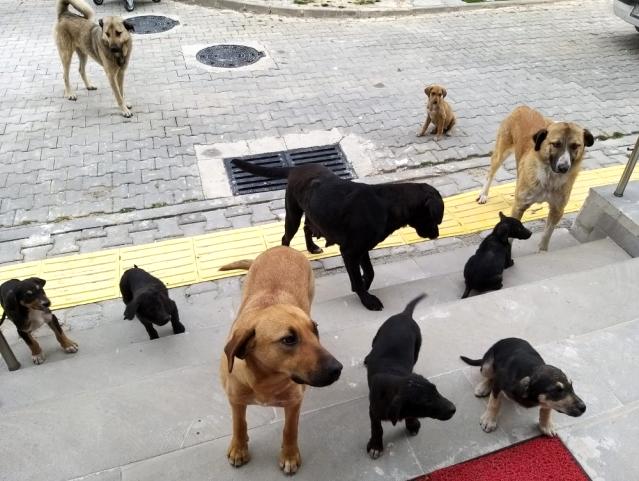 Orhaneli’de sahipsiz köpekler toplandı