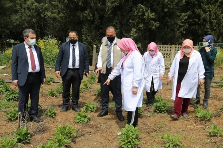 Bursa İl Tarım ve Orman Müdürü Hamit Aygül, ekinezya üreten kadınlarla bir araya geldi