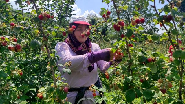 Bursa’da ahududu hasadı başladı