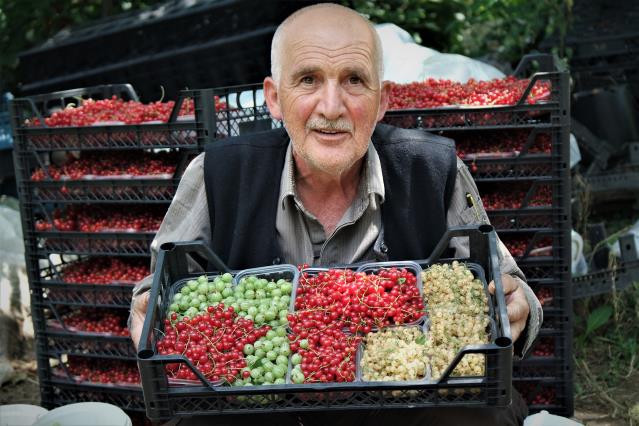 Bursa’nın “Osmanlı köyü”nde ekonomik getirisi yüksek meyveler üretiyor