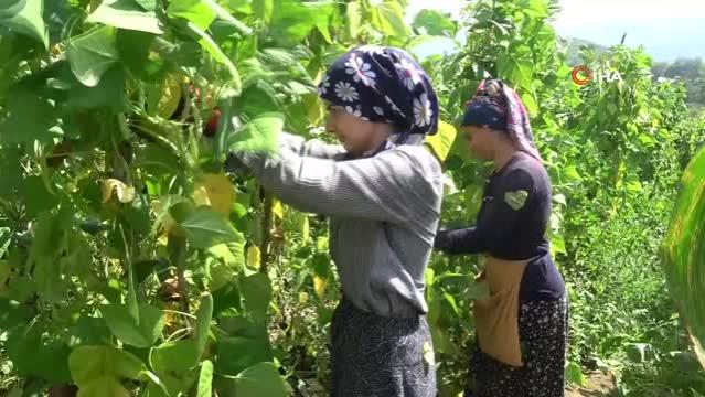 Dikimi yapılmadan sipariş alınıyor, pazara inmeden satılıyor… Nebiyan fasulyesi sofralarda yerini almaya başladı