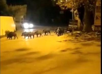 Bursa’da aç kalan domuz sürüsü ilçe merkezine indi