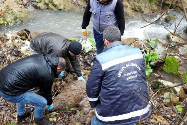 Bursa’da ayı kurtarma operasyonu