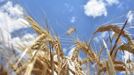 TMO’dan buğdaya yüzde 22 zam: Ekmek ve un fiyatlarına yansıyacak
