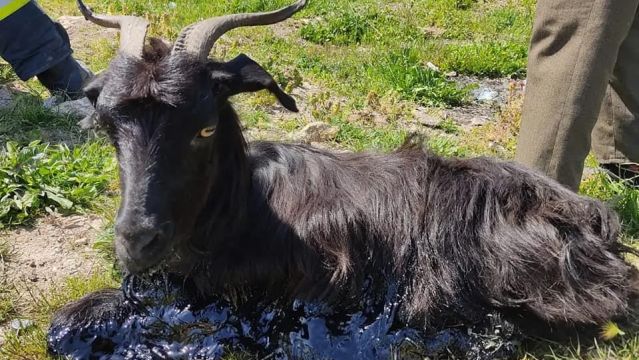 Bursa’da zifte yapışan keçiyi itfaiye ekibi kurtardı