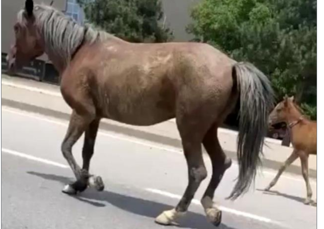 Bursa’da başıboş atlar trafiği tehlikeye soktu