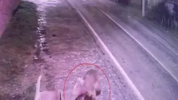 Karacabey’de Kaçan Bozayı İçin Arama Çalışmaları Devam Ediyor