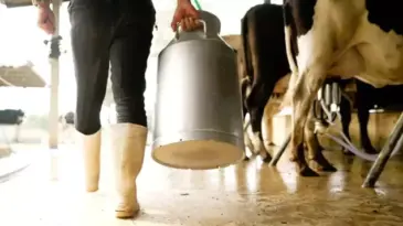 Balıkesir’de Süt Üreticilerine Geçecek Fiyat Belirlendi