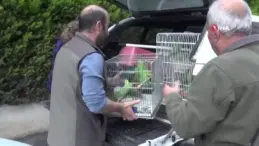 Kaçak Egzotik Papağanlar Ele Geçirildi