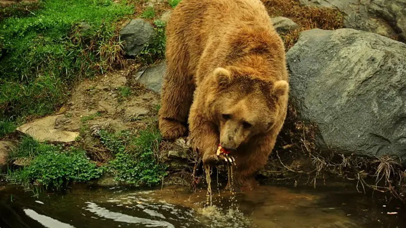 Bursa Hayvanat Bahçesi’nde Bozayılar Kış Uykusuna Yatmadı