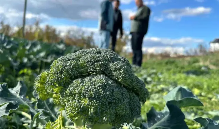 Vatandaş dertli! Tarlada 10 liraya satılan brokoli kent merkezinde 70 lira