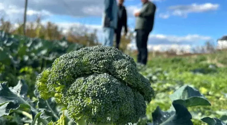 Vatandaş dertli! Tarlada 10 liraya satılan brokoli kent merkezinde 70 lira
