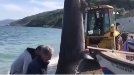 Bursa’da yakalanan 500 kiloluk dev köpekbalığı iş makinesiyle kaldırıldı