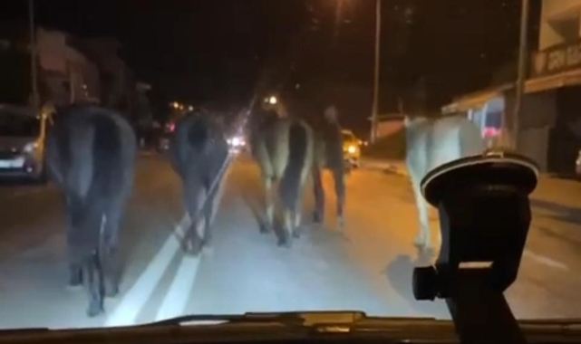 Bursa’da Başıboş Atlar Cadde Üzerinde İlerledi