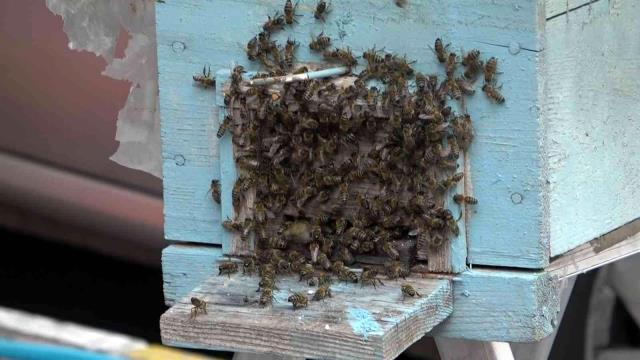 Bursa’da kraliçe arıyı takip eden binlerce arı oteli bastı: Herkes nereye koşturacağını bilemedi