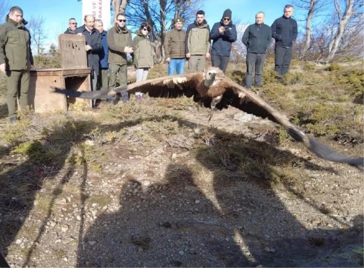 Bursa’da 49 yıl sonra görülen kızıl akbaba doğaya salındı