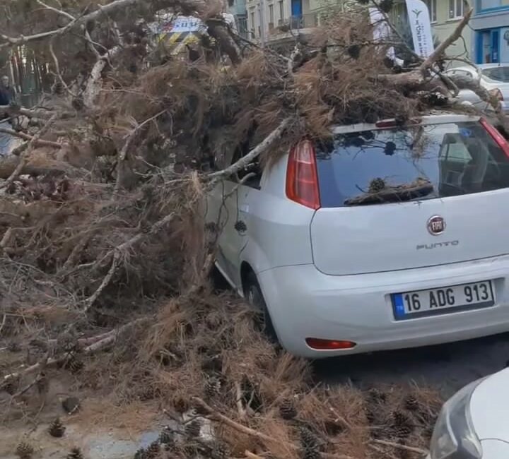 Bursa’da yol kenarındaki ağaç park halindeki otomobilin üzerine devrildi